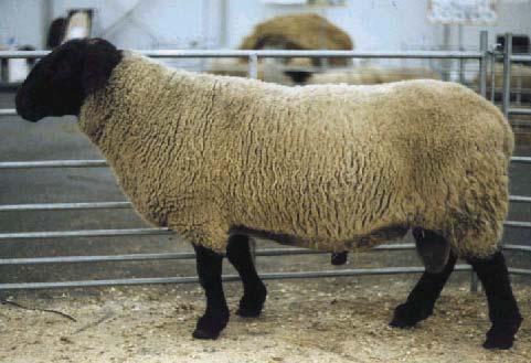 KLUBY CHOVATELŮ OVCÍ A KOZ 43 SUFFOLK (SF) Klub chovatelů ovcí plemene Suffolk Sídlo klubu: Chrudim Adresa: MVDr. Radek Axmann, Dvořiště 3, 539 44 Proseč u Skutče Telefon: 777 303 010, http: //www.