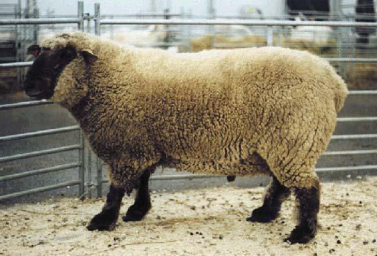 44 OXFORD DOWN (OD) Klub chovatelů ovcí plemene Oxford Down Sídlo klubu: Havířov Adresa: Ing.