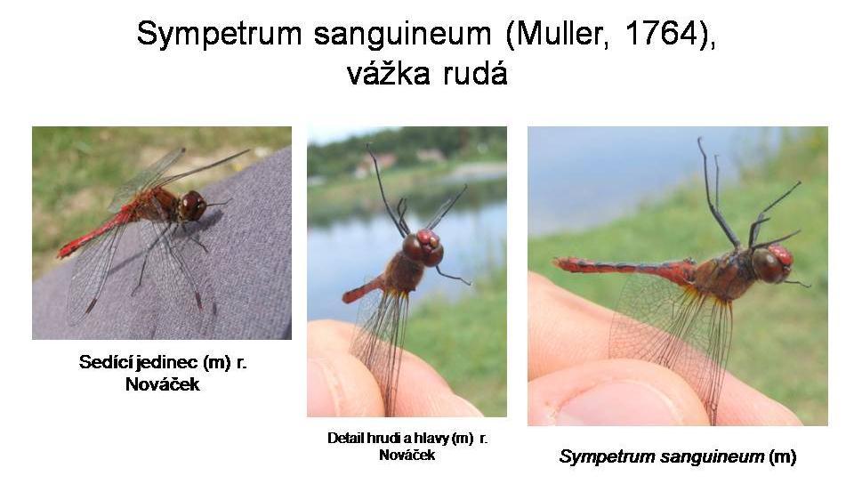 Přílohy Příloha 9 - Sympetrum sanguineum (zdroj: