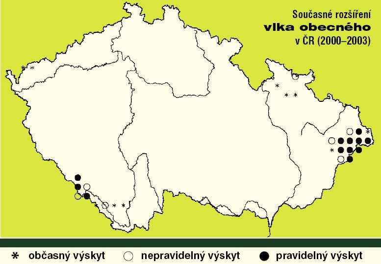 Javornické části CHKO Kysuce zdržovalo snad kolem 5 až 10 vlků. V posledních letech se tento počet pravděpodobně pomalu zvyšuje (BARTOŠOVÁ, 2003a, 2008a, PAVELKA, 2001).