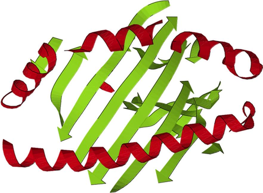 Nejčastěji pravidelnou sekundární strukturou je α-šroubovice (α helix), u které je jeden závit tvořen 3,6 aminokyselinovými zbytky Všechny skupiny CO a NH peptidových vazeb jsou v této šroubovici