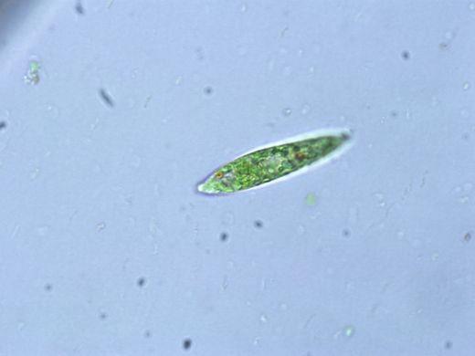 Krásnoočka (Euglenophyta)