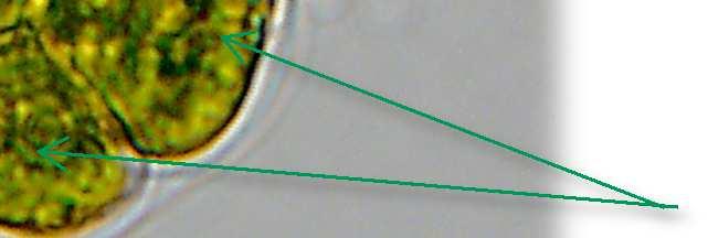 slizový obal kolonie bičíky jednotlivé buňky Cenobiální bičíkovci jsou zvláštní tím, že se mohou živit jak autotrofně, tak heterotrofně.