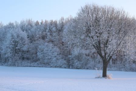 potůčky, v remízcích jsou tůňky plné vody. Nad tím vším hejna zpěvného ptactva, v podvečer se ozývá kuňkání žab, houkání sýčka.