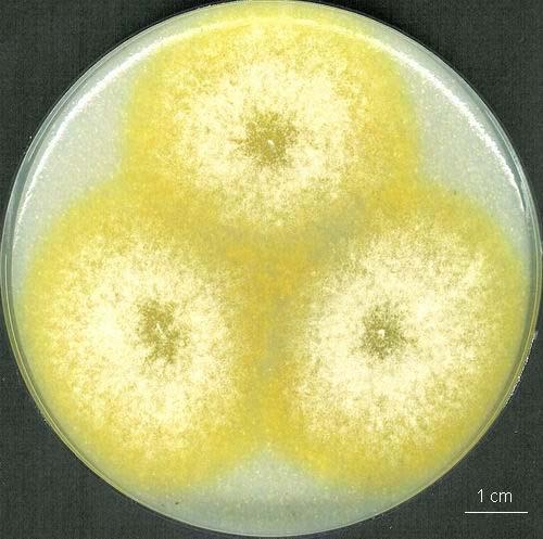 Microsporum canis