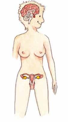 U žen ve věku mezi pubertou a menopauzou (přechodem) některé z folikulů působením pohlavních hormonů dozrávají a jednou měsíčně dochází k uvolnění vajíčka (ovulaci).