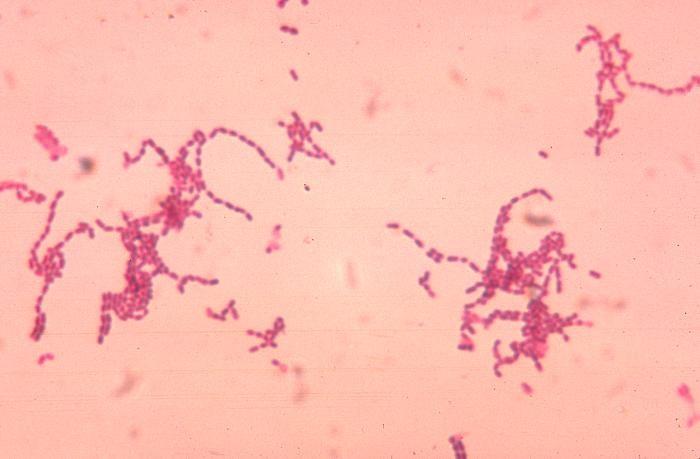 Peptostreptococcus sp.