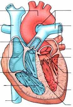 aorta plicní tepny horní dutá žíla plicní žíly plicní chlopeň levá síň pravá síň mitrální chlopeň trojcípá chlopeň aortální chlopeň pravá komora levá komora dolní dutá žíla přepážka Obr.3.