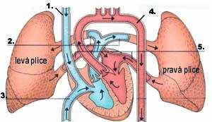 Obr.3.2: Schéma malého plicního oběhu[6] 1. Horní dutá žíla přivádí odkysličenou krev z horní části těla 2. Plicní tepny přivádějí odkysličenou krev do plic, kde se krev okysličuje 3.