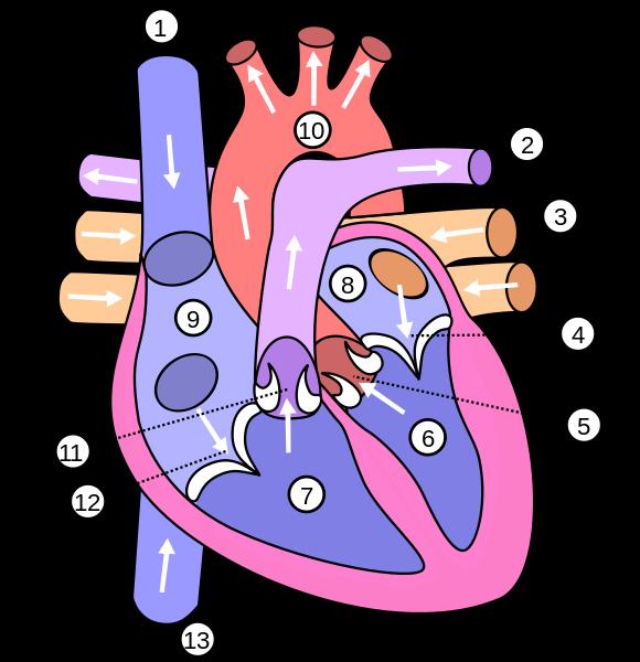 Popis obrázku: 1. horní dutá žíla 2. plicní tepna 3. plicní žíla 4. mitrální chlopeň 5. aortální chlopeň 6. levá komora 7.