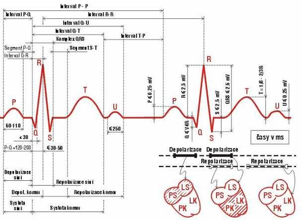 11 3.3 PARAMETRY EKG SIGNÁLŮ Z časových a frekvenčních parametrů EKG signálu plynou požadavky na předzpracování signálu a na detekční algoritmy.