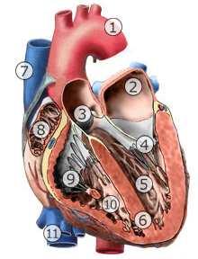 9 3. BIOLOGICKÁ ČÁST 3.1 ANATOMIE LIDSKÉHO SRDCE Z fyziologického hlediska je srdce výkonný sval, který svými stahy zajišťuje krevní oběh.