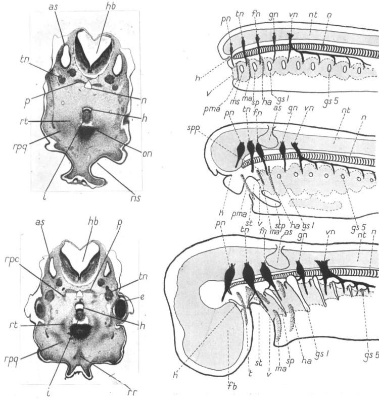 A C B E D Obr. 4 (A-B) Na transverzálních řezech embryi žraloka Scyliorhinus canicula (A: 23 mm, B: 25 mm) jsou vidět zakládající se trabekuly (rt) v blízkosti budoucího palakvadrata (rpq).