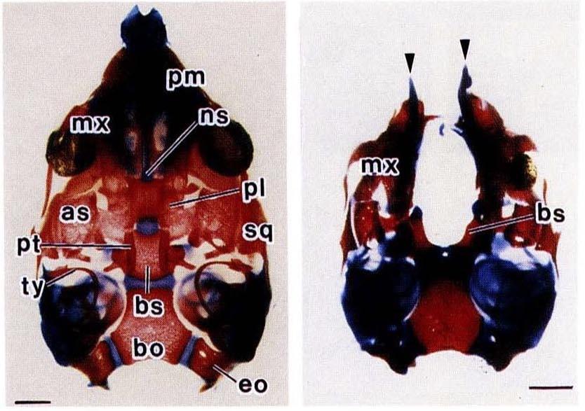 (Kuratani et al., 1997). Síť Hox genů v těle hraje roli v antero-posteriorní specifikaci, její narušení vede například ke změně typu obratlů v páteři (Suemori et al., 1995).