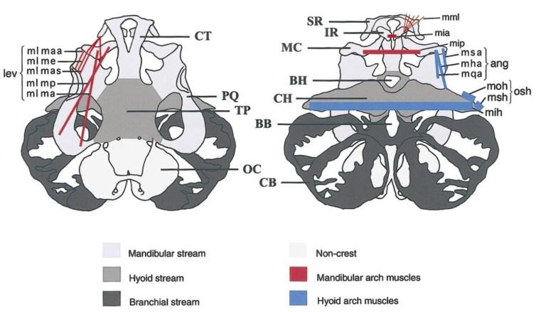 anteriorního chondrocrania (Reiss, 1997). Podle rozdílné histologie buněk NL a mezodermu, byla část anteriorní identifikována jako ektomezenchymální a část posteriorní jako mezodermální (Reiss, 1997).