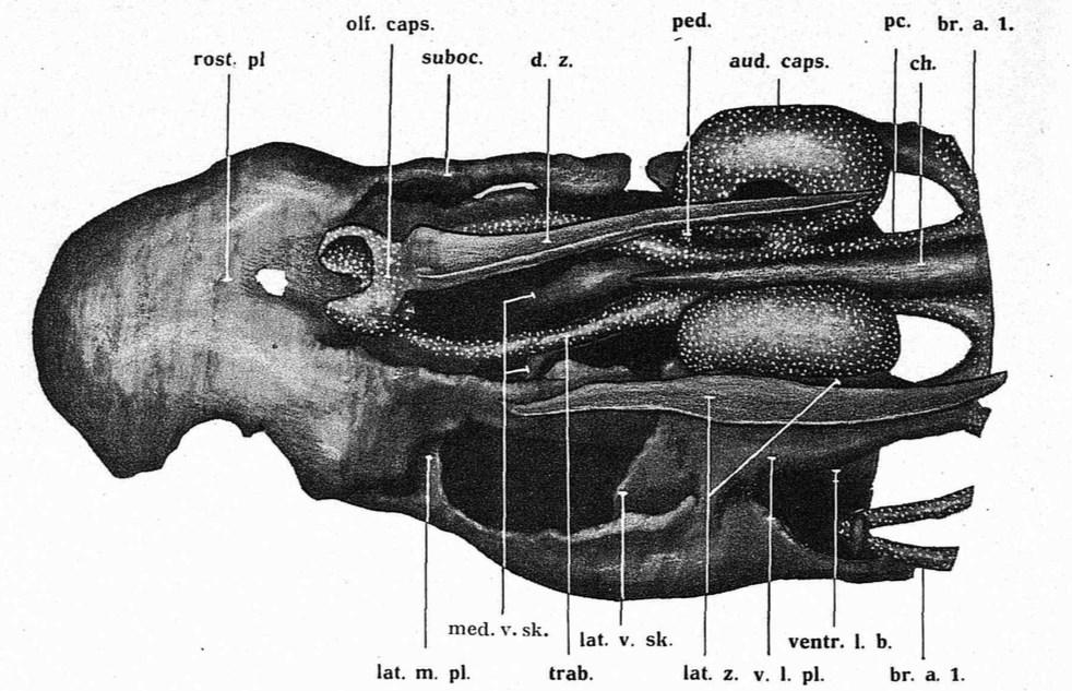 Lebka larev mihulí obsahuje tyčinkovité útvary, nazývané trabekuly. Jejich totožnost s trabekulami čelistnatců byla a je silně zpochybňována.