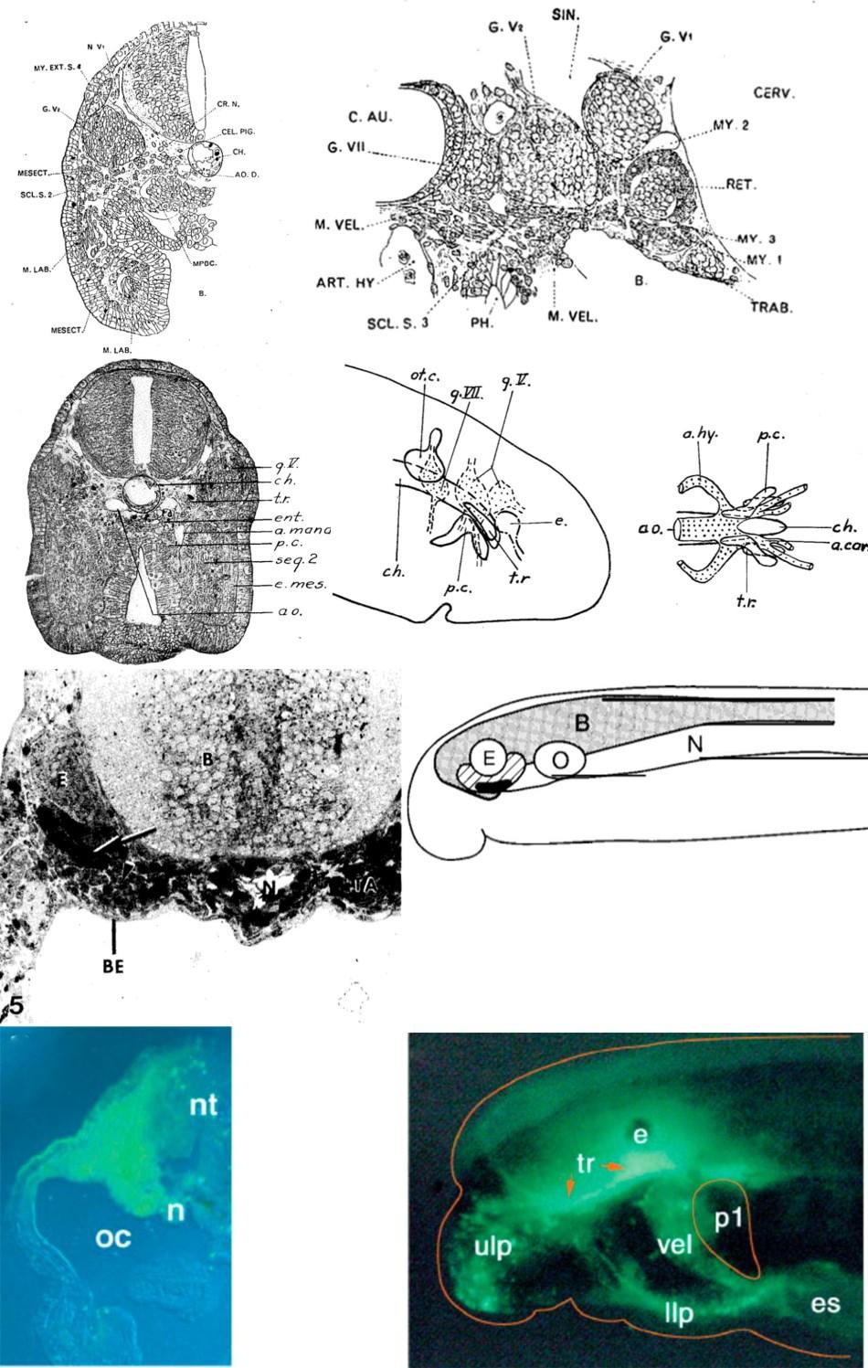 Kuratani et al. (Kuratani et al.