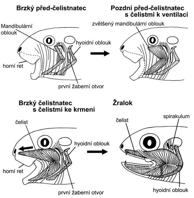 Oproti tomu u předchůdců čelistnatých obratlovců žijících ve volné vodě se vyvinuly nové silné branchiální svaly, které posilovaly pohyby hltanu při exspiraci i inspiraci, upnuté na vnitřní výztuhy