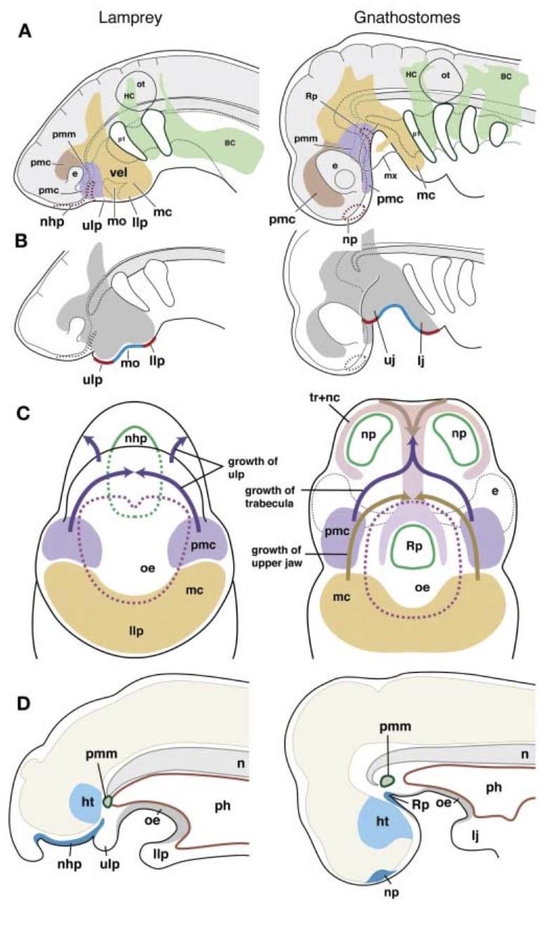 Obr. 31 Porovnání vývoje ústní oblasti mihulí (vlevo) a čelistnatců (vpravo).