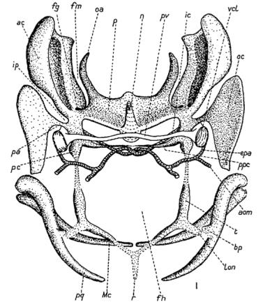 dutiny odpovídají somitům trupu. Myotomy tvoří svaly (např. okohybné) a sklerotomy přispívají k tvorbě lebky. Somity 3 až 8 leží nad každou z šesti žaberních štěrbin.