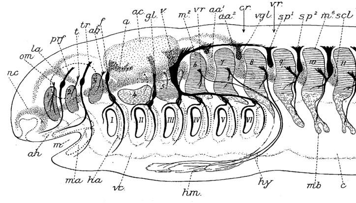 Chrupavky tvořící lebku jsou tedy dvojího původu: 1) somatického = ze segmentů paraxiálního mezodermu (tvořící neurocranium) a 2) viscerálního = z chrupavčitých výztuh hltanu (tvořící viscerocranium).