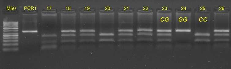 Teplotní profil PCR reakce Úvodní denaturace 95 C/2 min 30 cyklů (denaturace 95 C/20 s, annealing 54 C/30 s, elongace 68 C/50 s) závěrečná elongace 68 C/7 min.