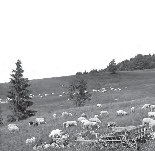 s tým plne súhlasím. Kone sú výslovne srdcová záležitosť a dotvárajú kolorit krajiny a sú nezanedbateľným pomocníkom v agroturistike.