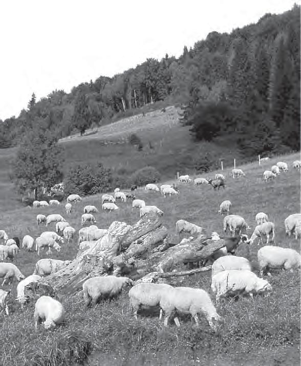 Ukážka tradičného hospodárenia v NP Muránska planina.
