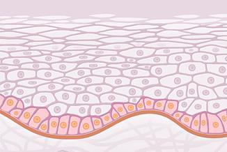 Epidermis z kosmetického hlediska velmi důležitá