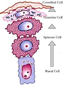 Epidermis vývoj keratinocytů keratinocyty vznikají z kmenových buněk v bazální vrstvě epidermis v další fázi kontinuální dělení buněk v konečné fázi mrtvé buňky korneocyty, které jsou z povrchu