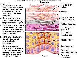 Epidermis délka cyklu keratinizace se zvyšuje s věkem projevy na vzhledu kůže kosmetickými prostředky lze dobu keratinizace (a deskvamaci) urychlit zkrácení doby keratinizace u některých kožních