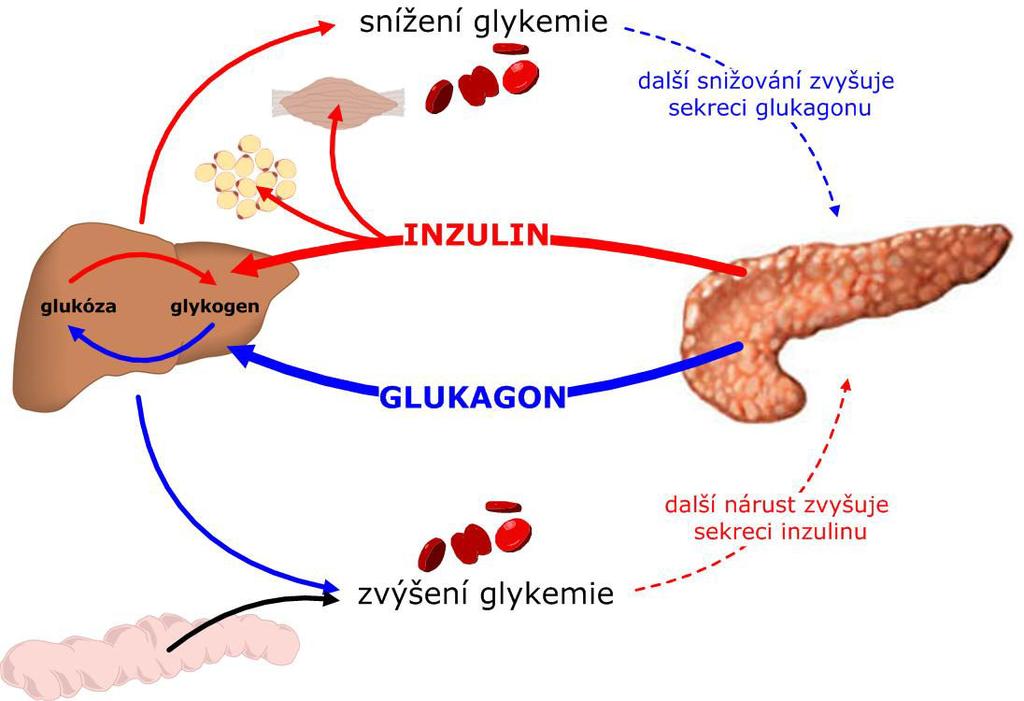 LO a GIT konverze na glukagon v LO konverze na GLP-1 a GLP-2 v GIT stimulují vylučování inzulinu sekrece stimulována AK v potravě, katecholaminy, glukokortikoidy efekty především v játrech