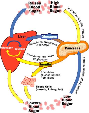Kontraregulace inzulin/glukagon Diagnostika DM, PGT a HGN pro diabetes svědčí (1) klasické symptomy diabetu + náhodná glykemie 11.