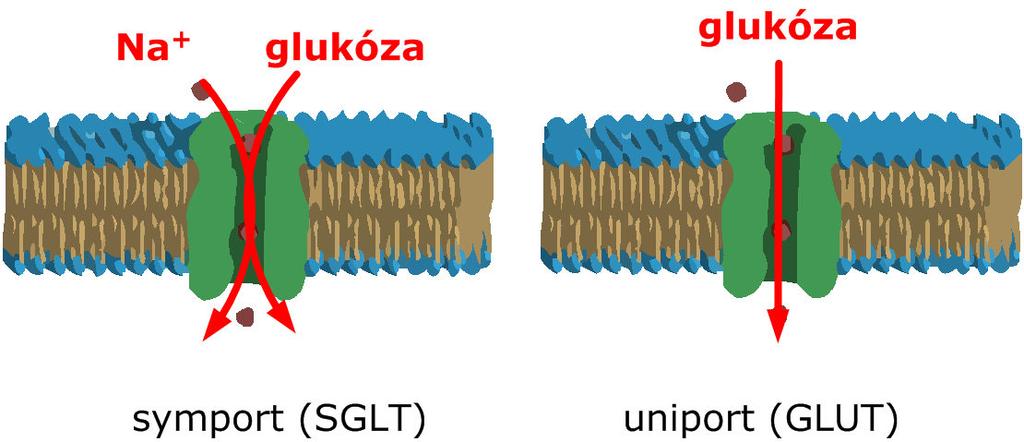 Jak se dostává glukóza do buňky?