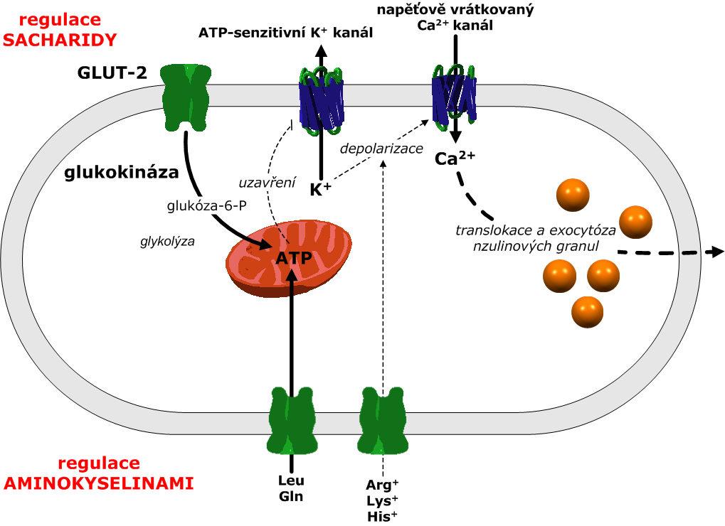 Stimulace sekrece inzulinu 13 stimulátory sekrece makronutrienty <<<glukóza <<aminokyseliny < FFA variabilně a pouze v součinnosti s Glc!