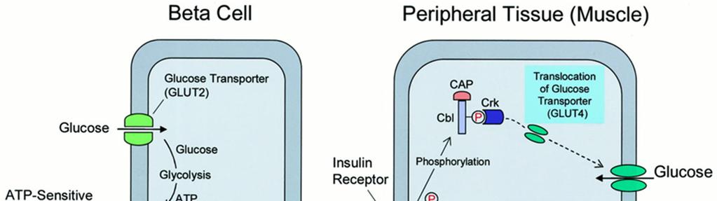 Inzulinový receptor - simple inzulinový receptor je Tyr-kináza signální transdukce spočívá v sérii fosforylací intracelulárních proteinů, aktivaci dalších kináz a konečně fosforylaci (tj.