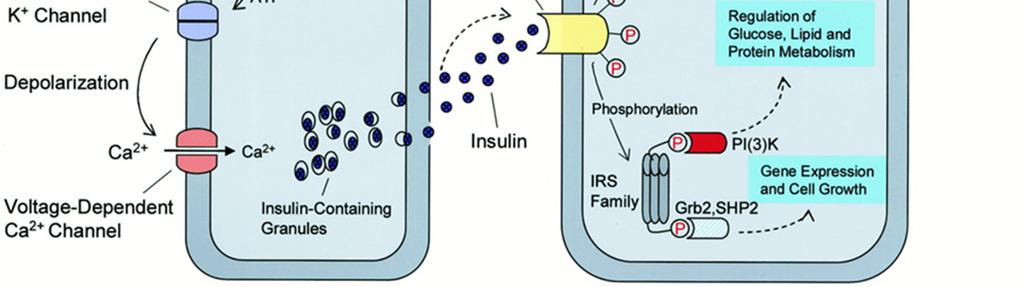 enzymů hlavní efekty v i-dependentních tkáních (1) uptake glukózy = translokace GLUT4 (ve svalových a tukových buňkách) (2) metabolický: IRS PI-3-K PDK PKB (=Akt) GSK (glykogen-syntáza-kináza)