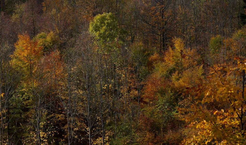 BALÍČEK OPATŘENÍ České lesy potřebují bezodkladnou a zároveň systematickou změnu hospodaření.