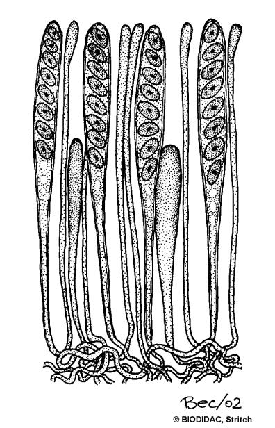 epithecium); vrstva hyf pod theciem tvoří tzv.