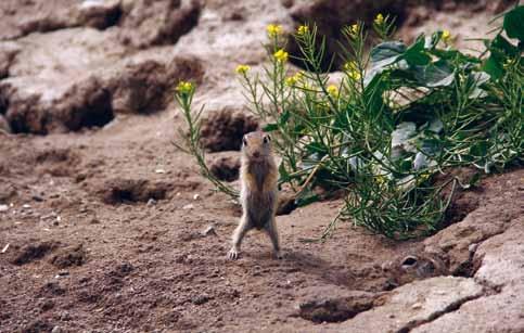 sysel obecný (Spermophilus citellus) PŘEHLED DRUHŮ CHOVANÝCH V ROCE 2017 SUMMARY OF DIFFERENT KINDS OF ANIMALS BRED DURING 2017 1.1. 2017 31.12.