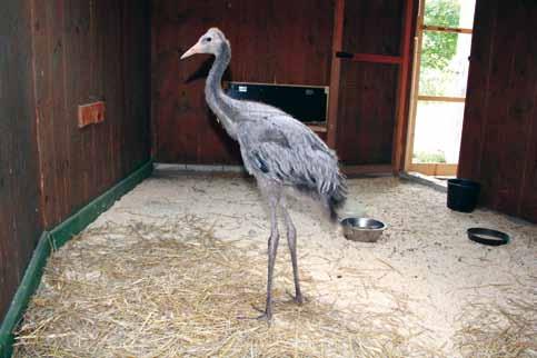 MLÁĎATA JEŘÁBA POPELAVÉHO (Grus grus) V ZÁCHRANNÉ STANICI Jitka Králíčková V roce 2017 jsme měli zcela neobvyklý příjem, byla to dvě mláďata jeřábů popelavých (Grus grus).