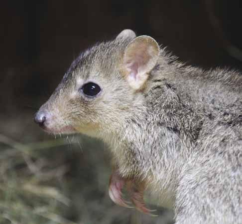 klokánek králíkovitý (Bettongia penicillata) Nová zvířata Při získávání nových zvířat jsme se zaměřili především na zkvalitnění stávající druhové skladby našich chovanců a na doplnění našich chovných