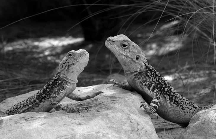 plazi Reptilia narození mláďat živě mrtvě do 5 dnů úhyn mláďat do 3 měsíců do konce roku odchov počet snášejících sam. počet oplodn.