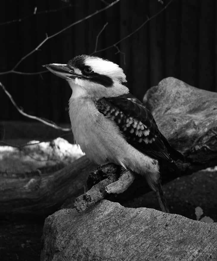 ledňák obrovský (Dacelo novaeguineae) Vydala: Jihočeská zoologická zahrada Hluboká nad Vltavou, 2018 Fotografie na titulní straně: mravenec Dinomyrmex gigas, autor: M.