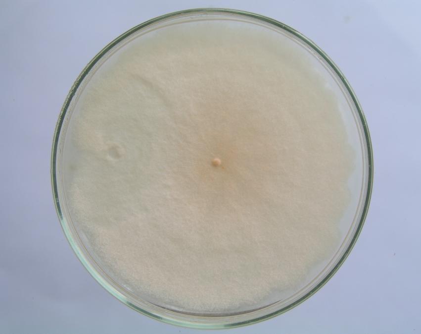 2.3 Morfologie Plísně rodu Fusarium vytvářejí na umělých půdách bohaté plstnaté nebo vatovité mycelium světlých barev, rostoucí ve snopcích od půdy k víčku misky.