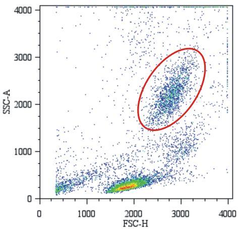 ENGLISH / ČESKY / SLOVENSKY Example data / Vzorové vyhodnocení / Vzorové vyhodnotenie Fig. 1 Delimitation of granulocyte population. Obr. 1 Ohraničení populace granulocytů. Obr. 1 Ohraničenie populácií granulocytov.