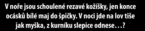 Ať už je to hmyz, žába, nebo zajíc, který měl smůlu a potkal se s autem. Na silnici můžeme lišku asi nejčastěji zahlédnout. Na chvilku ztuhne, oslněná září reflektorů a pak rychle zmizí.