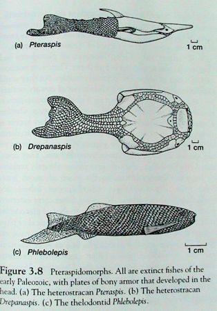 -n$kolik linií (Pteraspida, Anaspida,