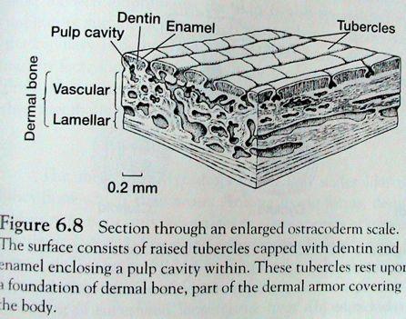 Exoskelet - dermální kosti (krycí) - desmogenní osifikace (z vaziva : ektomesodermálního rozhraní