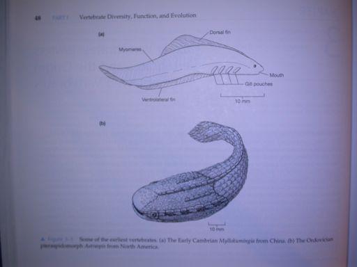 Myllokumingia E- Camb.